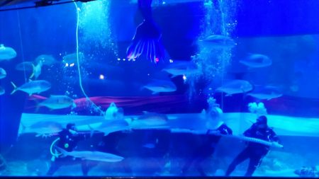 Jakarta Aquarium & Safari Rayakan Kemerdekaan